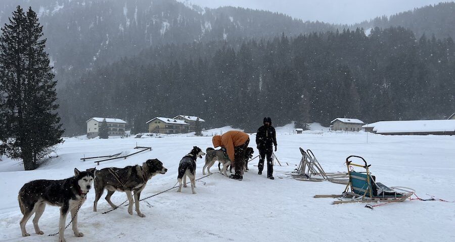 Sleddog bambini slitta cani Trentino